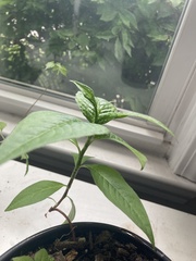 Lysimachia clethroides