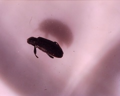 Coleoptera