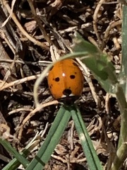 Coccinella septempunctata