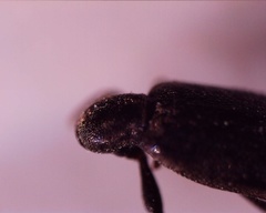 Coleoptera