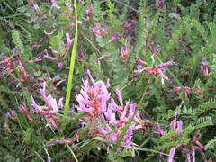 Astragalus monspessulanus monspessulanus