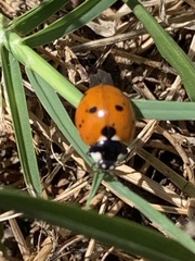 Coccinella septempunctata