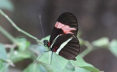 Heliconius erato phyllis