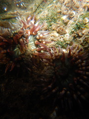 Bunodosoma californica
