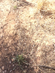 Aphanostephus riddellii