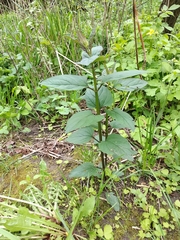 Scrophularia umbrosa