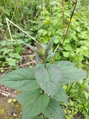 Scrophularia umbrosa