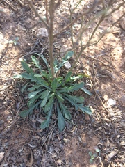 Aphanostephus riddellii