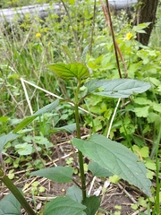 Scrophularia umbrosa