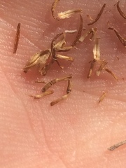 Aphanostephus riddellii