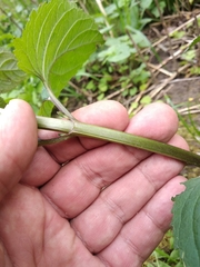 Scrophularia umbrosa