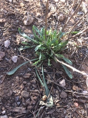 Aphanostephus riddellii