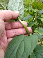 Scrophularia umbrosa