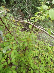 Cornus sericea sericea