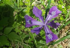 Iris tenax tenax