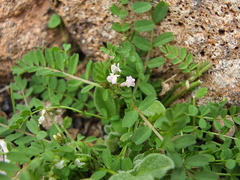 Astragalus pelecinus image