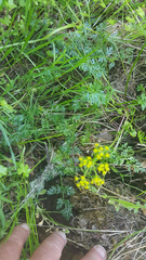 Lomatium hallii