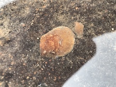Isognomon perna