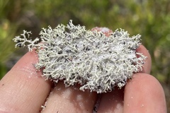Cladonia dimorphoclada