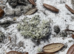 Cladonia dimorphoclada
