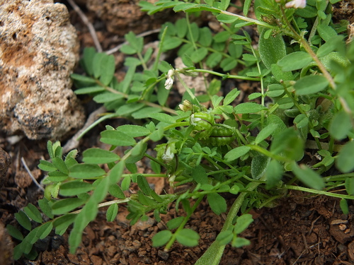 Astragalus pelecinus image