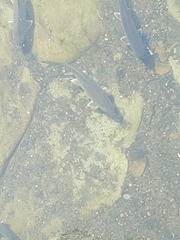 Carpiodes cyprinus
