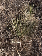 Yucca campestris