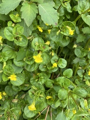 Lysimachia nummularia