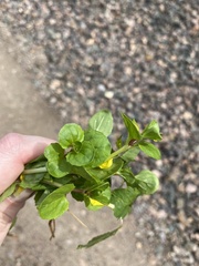 Lysimachia nummularia