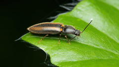Athous vittatus