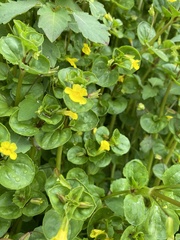 Lysimachia nummularia