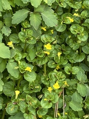 Lysimachia nummularia