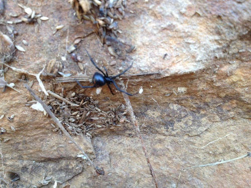 Southern black widow