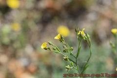 Linum corymbulosum
