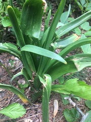 Hyacinthus orientalis
