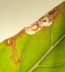 Mompha argentimaculella