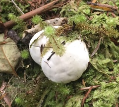 Boletus semigastroideus