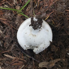 Boletus semigastroideus