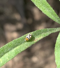 Psyllobora parvinotata