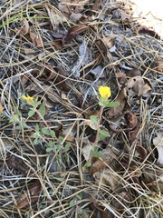 Crocanthemum propinquum