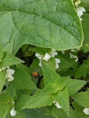 Bombus