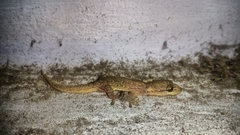 Hemidactylus aquilonius