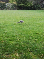 Ardea cinerea