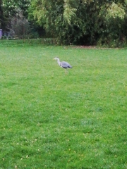 Ardea cinerea