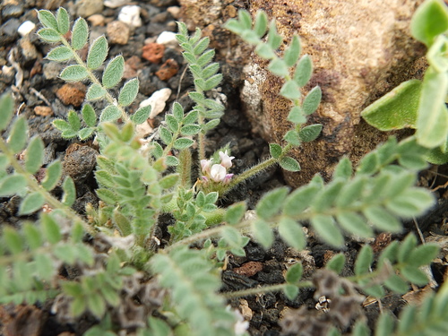 Astragalus stella image