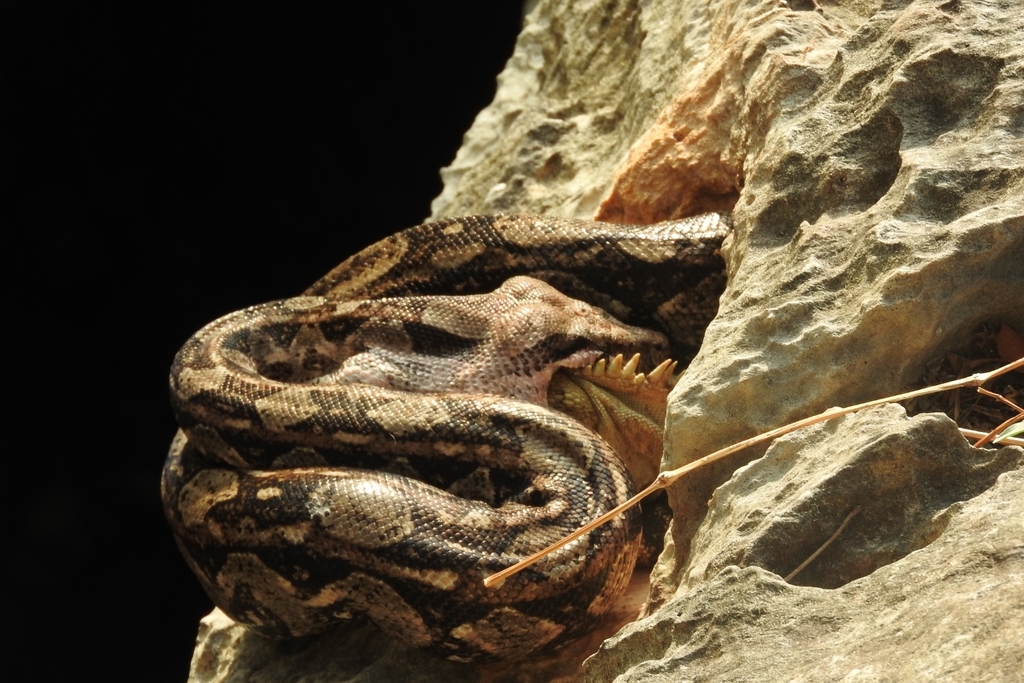 Central American Boa