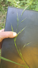 Bromus sitchensis sitchensis