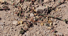 Polygonum bowenkampii