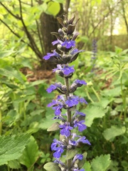 Ajuga reptans