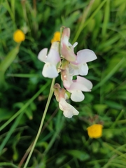 Lathyrus pannonicus